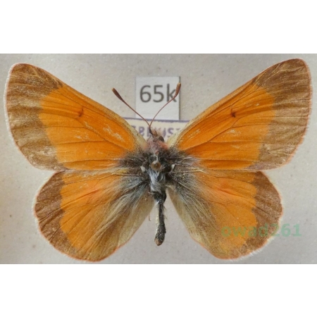 Colias eogene erythas Grum-Grshimailo, 1890 male Uzbekistan65k